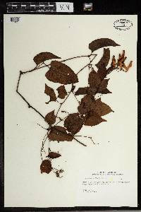 Brunnichia ovata image