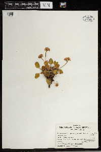 thumbnail image of current specimen
