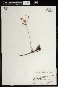 Eriogonum sphaerocephalum var. halimioides image