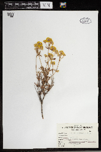 Eriogonum sphaerocephalum image