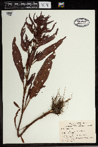 Rumex maritimus image