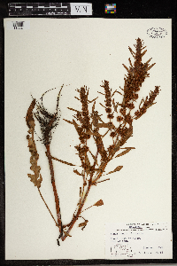 Rumex persicarioides image
