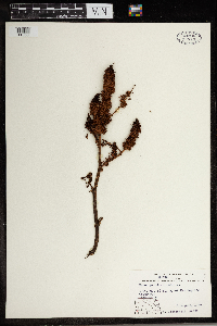 Rumex persicarioides image