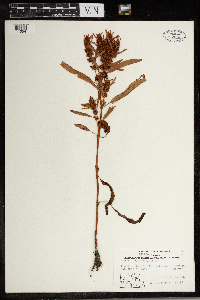 Rumex persicarioides image