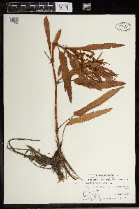 Rumex persicarioides image