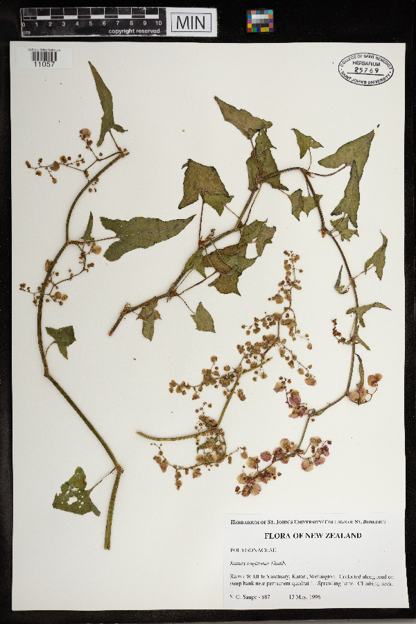 Rumex sagittatus image