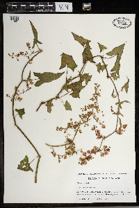 Image Associated With the Occurrence