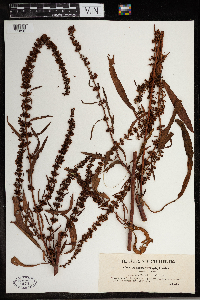 Rumex stenophyllus image