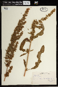 Rumex crispus image
