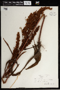 Rumex crispus image