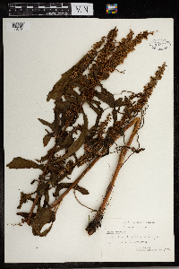 Rumex crispus image