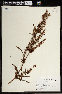 Rumex crispus image