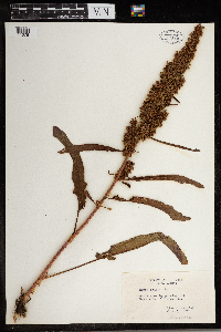 Rumex crispus image