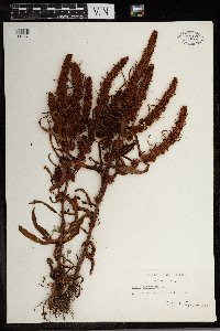 Rumex maritimus image