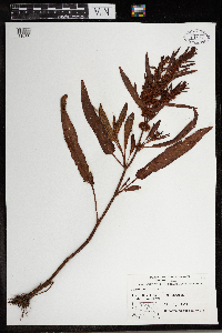 Rumex maritimus image
