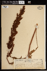 Rumex crispus image