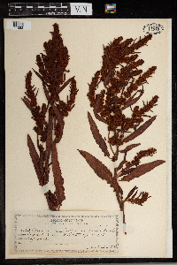 Rumex persicarioides image