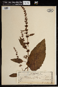 Rumex obtusifolius image