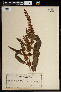 Rumex crispus image
