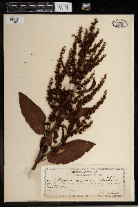Rumex obtusifolius image