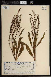 Rumex mexicanus image