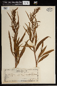 Rumex salicifolius image