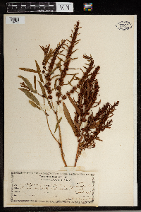 Rumex persicarioides image