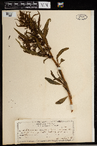 Rumex maritimus image