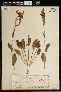 Rumex acetosa image