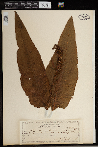 Rumex britannica image