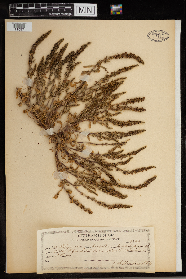 Rumex bucephalophorus image