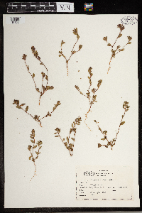 Polygonum minimum image