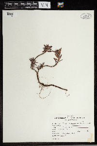 Polygonum paronychia image