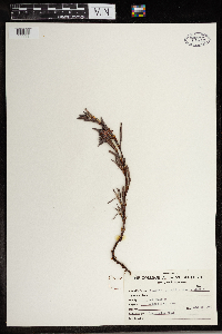 Polygonum paronychia image