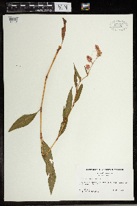 Persicaria pensylvanica image