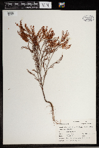 Polygonum ramosissimum image