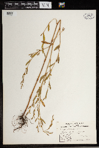 Polygonum ramosissimum image