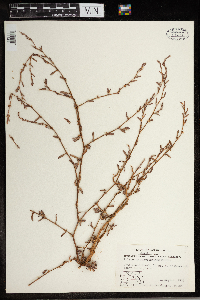 Polygonum ramosissimum image
