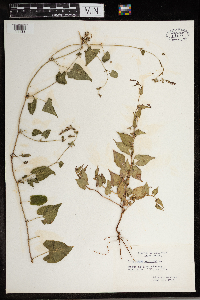 Fallopia scandens image