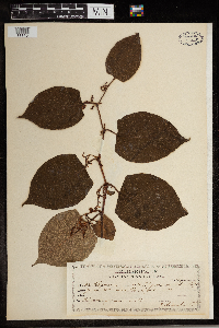 Fallopia japonica image