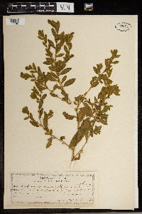 Polygonum erectum image