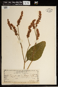 Media resource of Persicaria orientalis