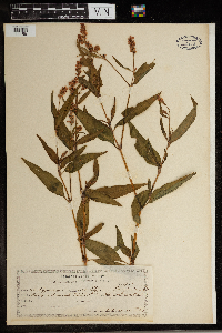 Persicaria pensylvanica image