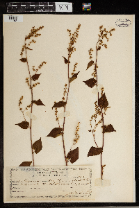 Thumbnail image of current specimen