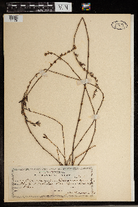 Media resource of Polygonum equisetiforme