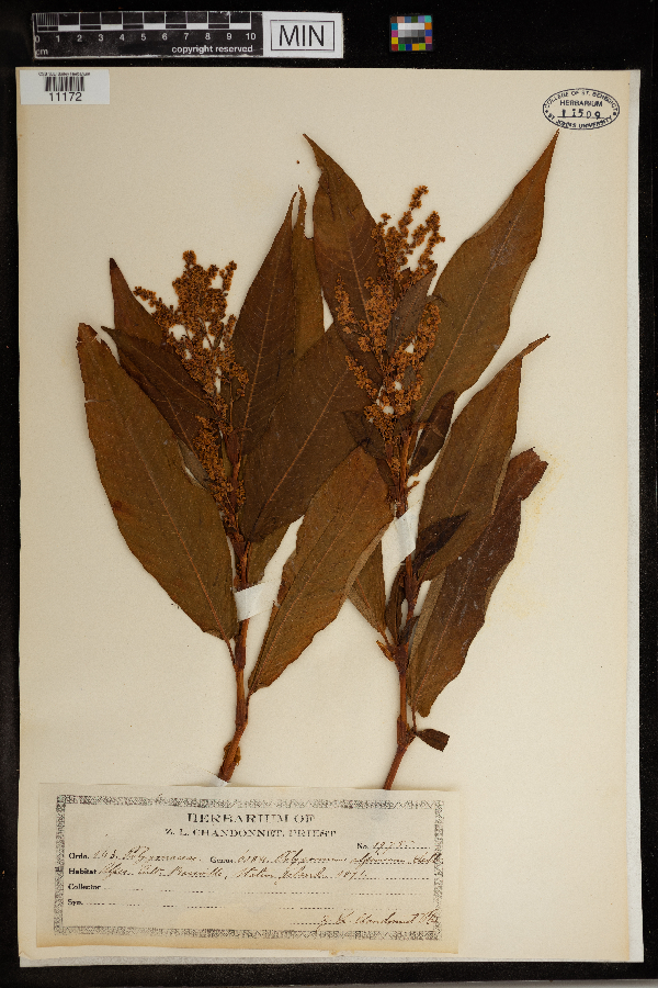 Koenigia alpina image