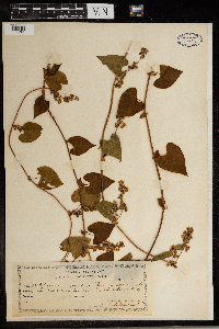 Fallopia scandens image