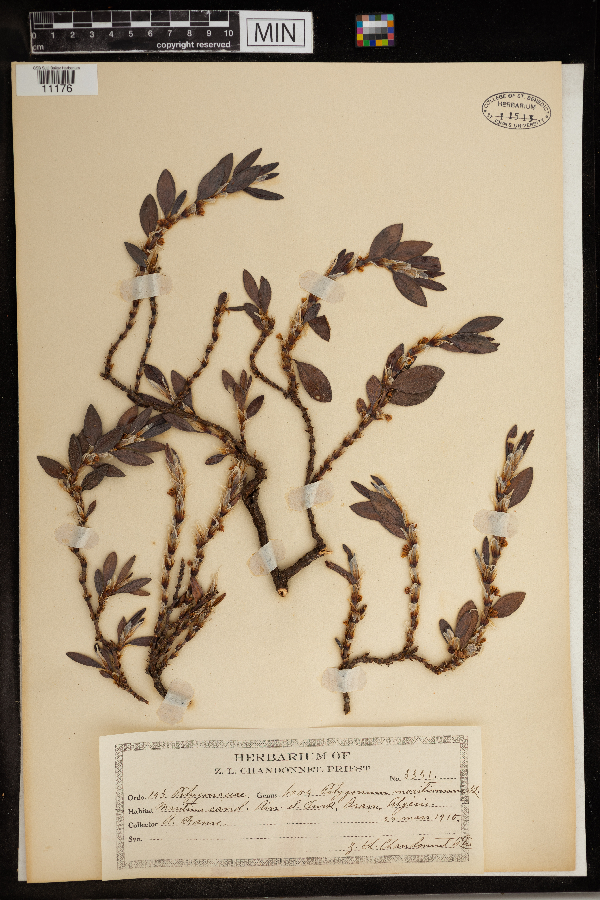 Polygonum maritimum image