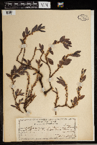 Media resource of Polygonum maritimum