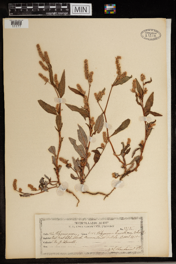 Polygonum tomentosum image